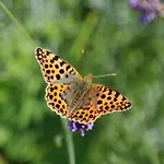 Mobile Im Mit Seezugang Feriehus